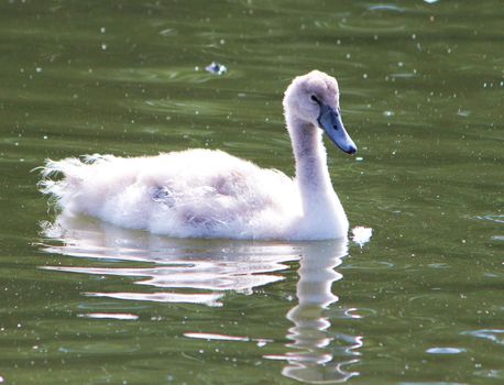Close-up image of a young swan (Cygnet).
