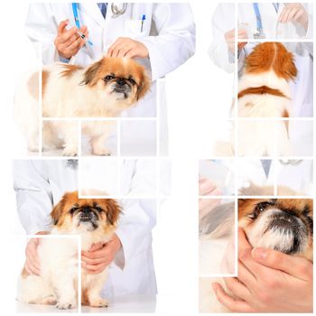 Veterinary concept. Dog and vet isolated over white.