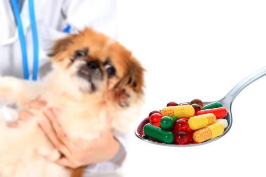 Veterinary concept. Dog and pills.