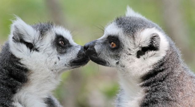 Two lemur catta (maki) of Madagascar portrait