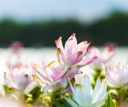 beautiful pink flowers in the garden