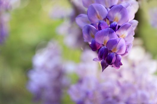Abstract wisteria racemes flowering in spring garden