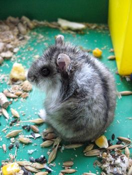 small grey hamster in the cell eats piece of cheese