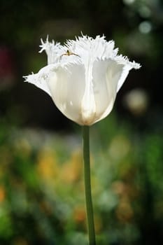 Frilled white Parrot Tulip and pretty striped insect bcklit by afternoon sun in the spring garden.  Shallow dof