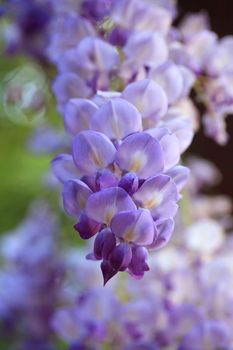 The magnificent Wisteria flowers are produced in pendulous racemes (clusters) 10 to 80 cm long during spring