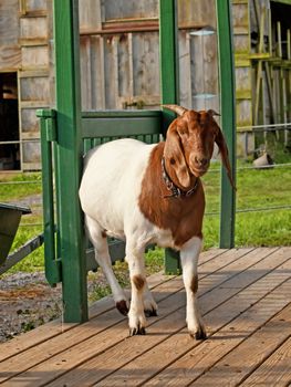 goat on a porch in the morning sunshine
