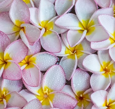 Pink frangipani flowers with on the water