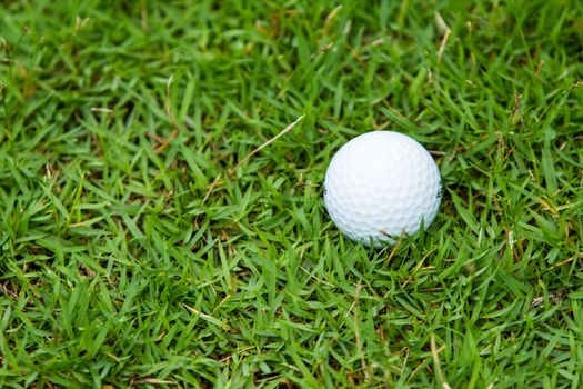 Golf ball on the green grass background