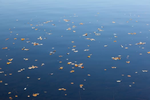 Yellow leaves on a blue surface of the lake. Autumn Landscape