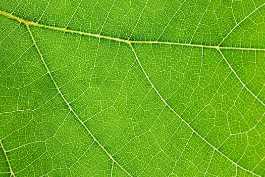 Fresh dreen leaf texture macro close-up