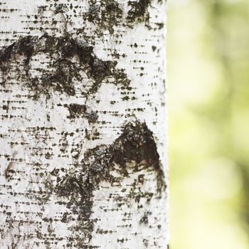 Texture of birch bark close-up