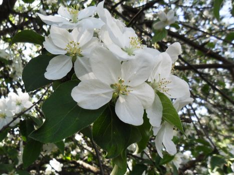 White flowers of apple trees on a
background of green leaves