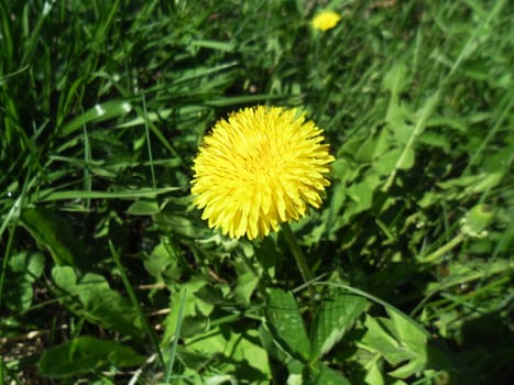 Yellow dandelions on a background of
green grass