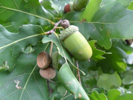 branch with green leaves and acorns