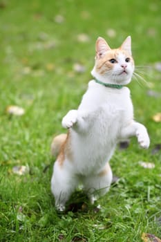 Beautiful white - cat playing in the green grass