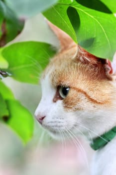 Beautiful white - red cat is in the green leaves
