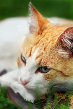 Beautiful white - red cat dreams of green grass