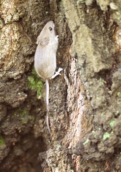 Gray wood mouse on a tree in the forest.