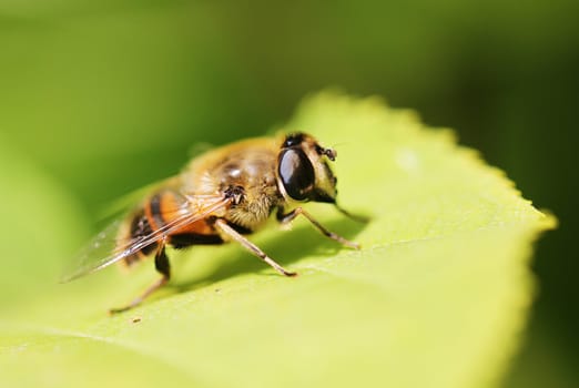 Gadfly insect sitting on a green leaf