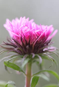 Beautiful purple flower with green leaves