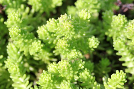 Plants on the alpine hill