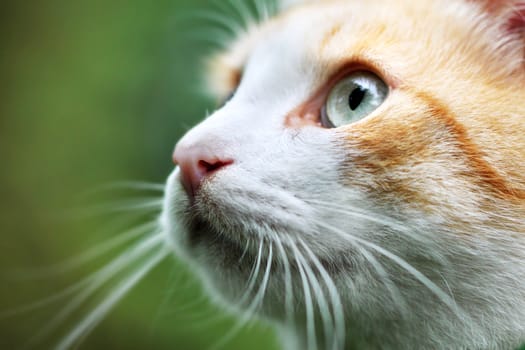 Portrait of beautiful red-haired white cat