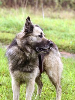 Dog standing on a green grass