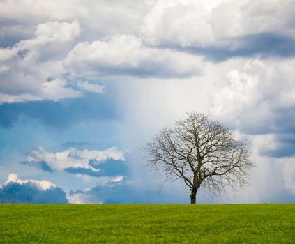 Lonely leafless tree on grass field with cloudy sky on a rainy. Square frame.