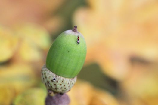 Green acorn on a background of yellow leaves