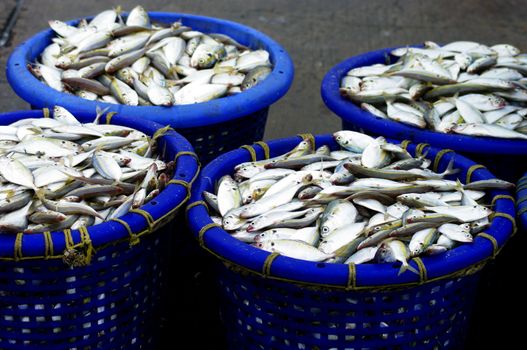 Mackerel fish in basket waiting for weight at Sriracha, Thailand