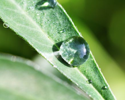 The round transparent drop of water on a green leaf