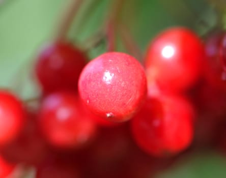 Red berries of Viburnum on a red background