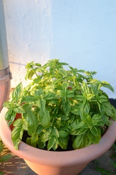 basil