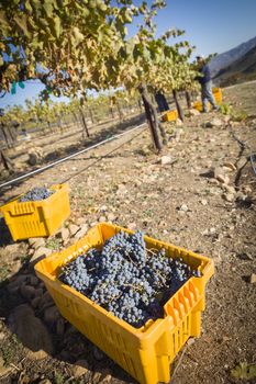 Workers Harvest Ripe Red Wine Grapes Into Bins One Fall Morning.