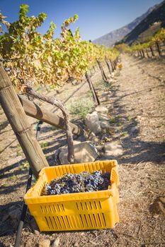 Ripe Red Wine Grapes In Harvest Bins One Fall Morning.