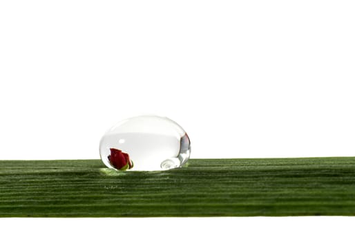 rose refection in water drop on white background