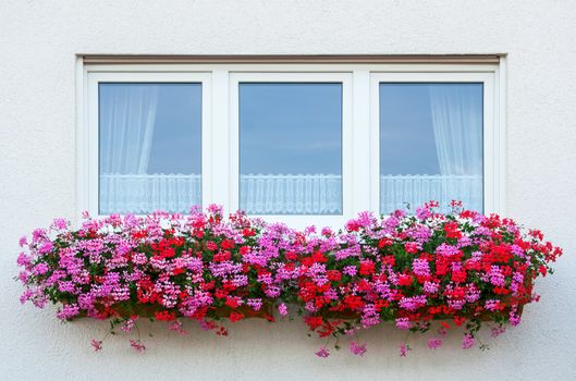 This image shows a flower window with geranium