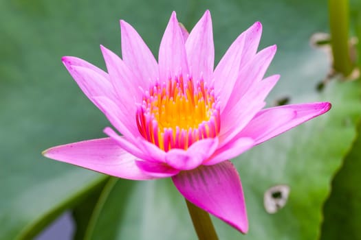 Pink lotus blooming in the tropical garden