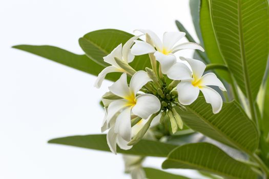 Beautiful white flower in thailand, Lan thom flower