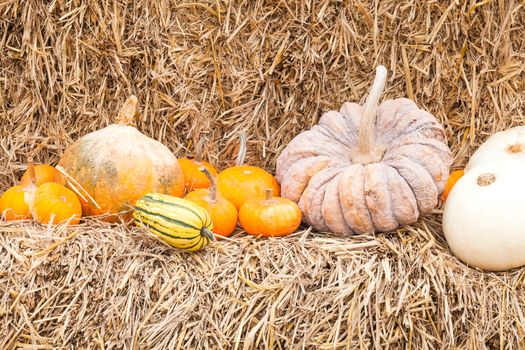 Pumpkins with different colours in the field