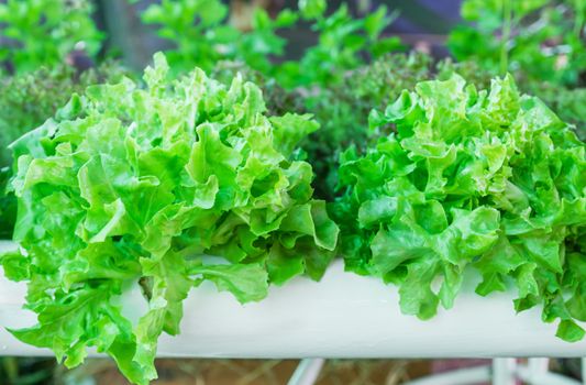Lettuce in the greenhouse .Organic hydroponic vegetable garden.