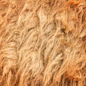 The camel wool fabric texture pattern.Background.
Stock Photo:
