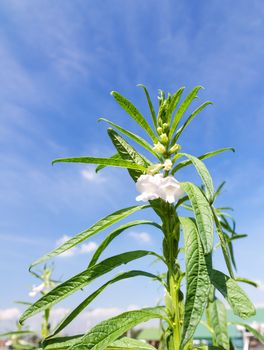 Flowers of sesame in garden agent blue sky