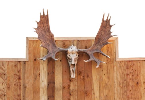 Skull Moose front view  hung on wooden wall