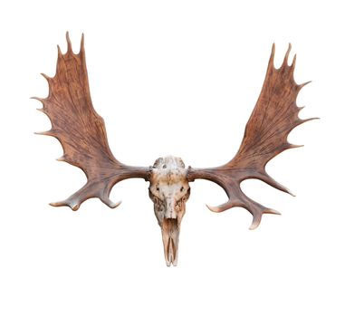 Skull Moose front view isolated on white  background