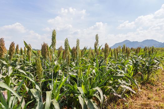 Sorghum or Millet field with blue sky background