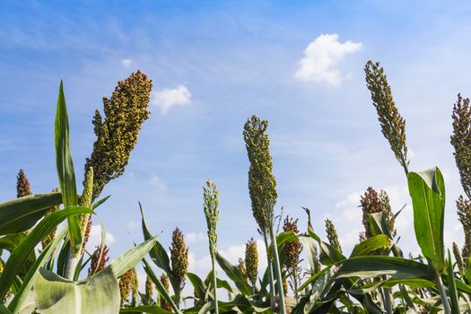 Sorghum or Millet field with blue sky background