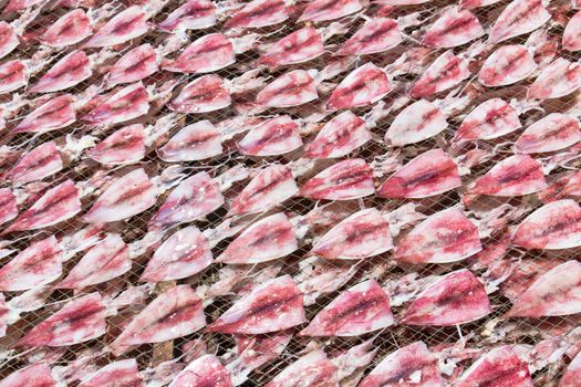 Squids placed in the strong sunshine to dry  on net in seafood market Thailand
