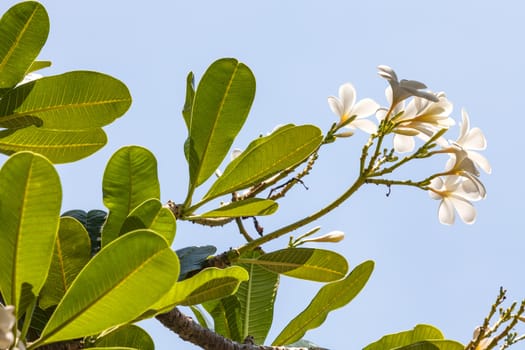 Branch of tropical flowers frangipani (plumeria), Thailand.