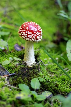 Red Poisoned Mushroom Growing In The Summer Forest
